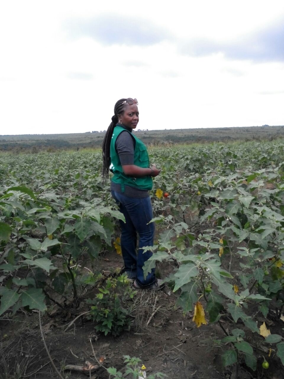La présidente de VESA Afrika inspecte un champ d'aubergine