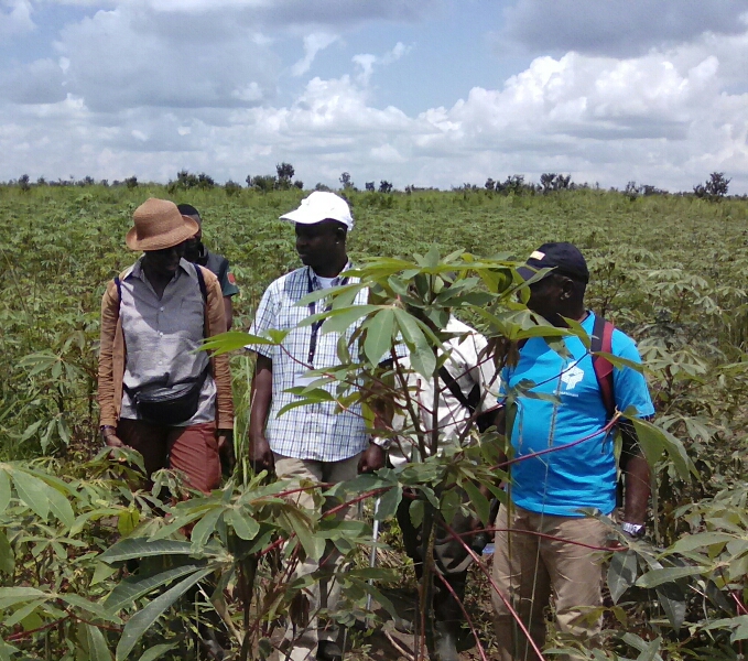 Visite de terrain et inspection de notre plantation de manioc par des représentants des parténaires pour venir à la rencontre de nos défis et nous aider à les solutionner.