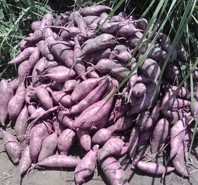 Doublement de la production des patates douces grâce aux engrais organiques
