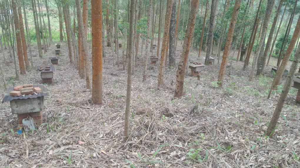 Vue d'un rucher didactique situé à Mulo dans le territoire de Lubero